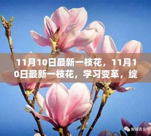 11月10日最新一枝花,学习变革,自信成就之花绽放