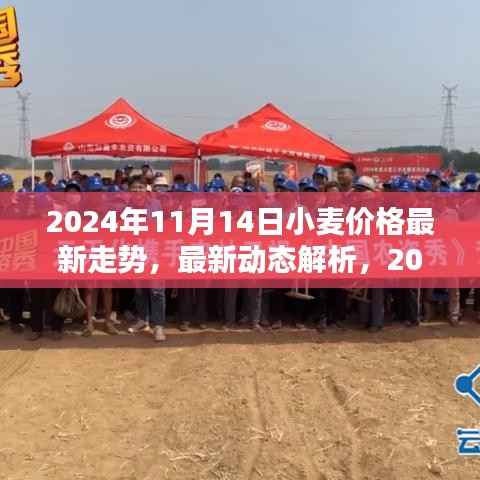 2024年11月14日小麦价格走势分析与最新动态解析——初学者与进阶用户指南