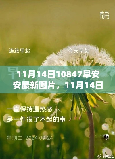 11月14日早安安最新图片分享,获取与分享详细步骤指南(适合初学者与进阶用户)