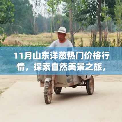 山东洋葱行情揭秘,探索自然美景与心灵宁静的奇妙旅程(11月热门价格行情)