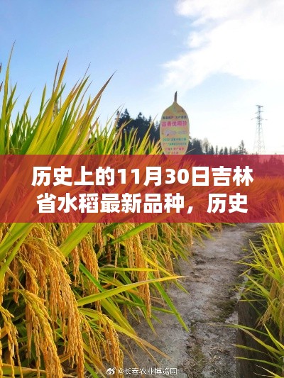 历史上的11月30日吉林省水稻最新品种,历史上的11月30日,吉林省水稻新篇章,自信与成就感的种子破土而出