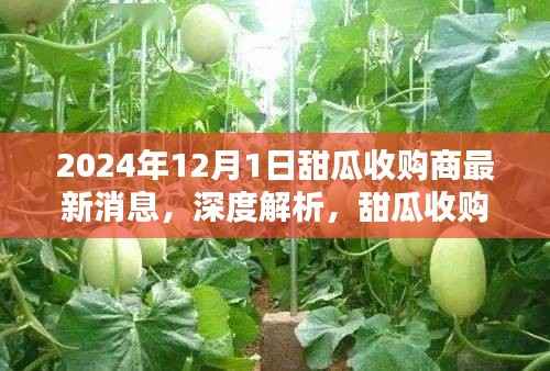 独家报道,深度解析甜瓜收购商最新动态——最新消息,预测截至2024年12月1日