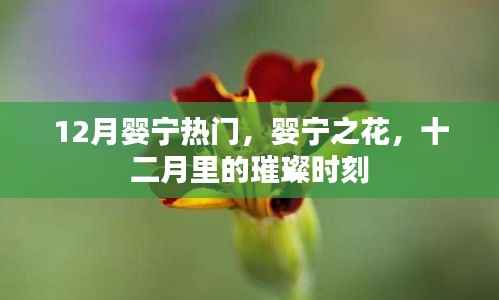 婴宁之花,十二月里的璀璨热门时刻