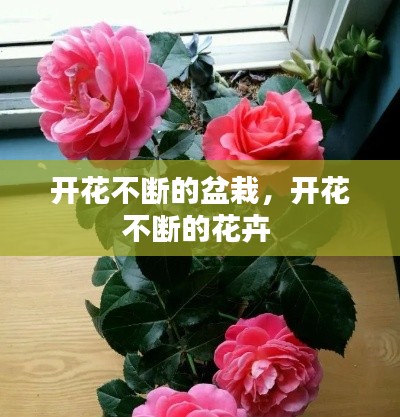 开花不断的盆栽,开花不断的花卉