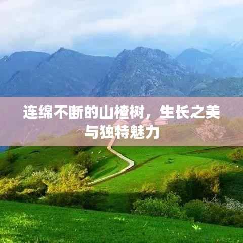 连绵不断的山楂树,生长之美与独特魅力