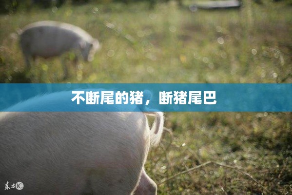 不断尾的猪,断猪尾巴
