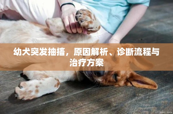 幼犬突发抽搐,原因解析、诊断流程与治疗方案