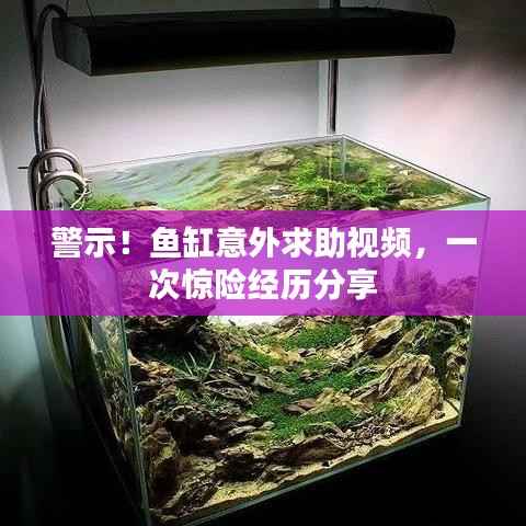 警示！鱼缸意外求助视频，一次惊险经历分享
