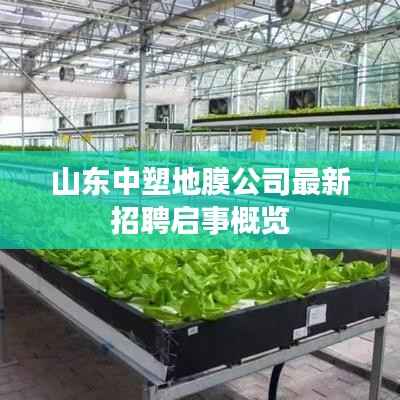 山东中塑地膜公司最新招聘启事概览