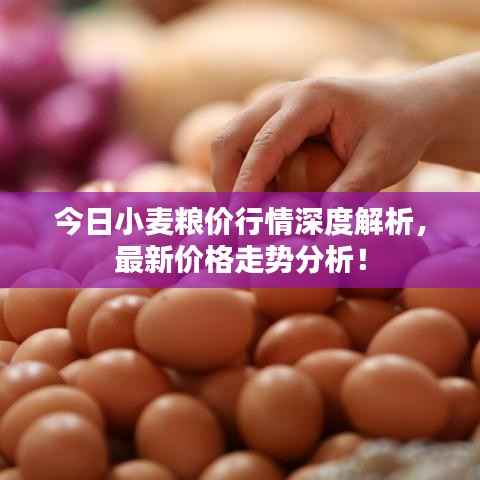 今日小麦粮价行情深度解析,最新价格走势分析!