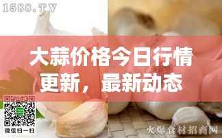 大蒜价格今日行情更新,最新动态一览