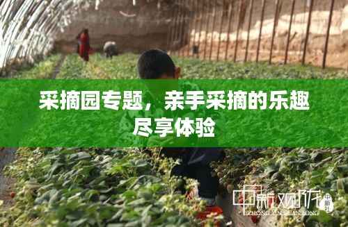 采摘园专题,亲手采摘的乐趣尽享体验