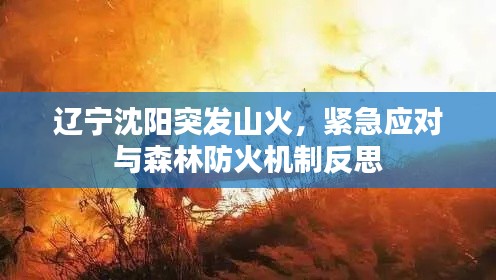 辽宁沈阳突发山火,紧急应对与森林防火机制反思
