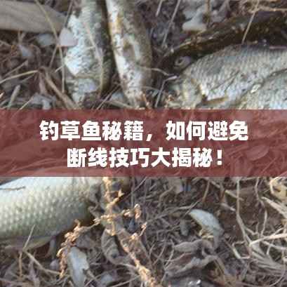 钓草鱼秘籍,如何避免断线技巧大揭秘!