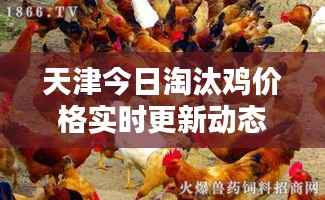 天津今日淘汰鸡价格实时更新动态